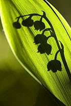 Lily of the valley (Convallaria majalis) silhouetted against leaf, Germany