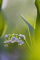 Lily of the valley (Convallaria majalis), Germany