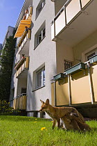 Red fox (Vulpes vulpes) female suckling cubs outside block of flats in a city backyard, Berlin, Germany
