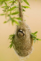 Penduline tit (Remiz pendulinus) male peering out of the nest, Germany