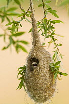 Penduline tit (Remiz pendulinus) female peering out of the nest. Germany