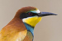 European Bee-eater (Merops apiaster) head portrait, Italy