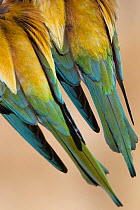 European Bee-eaters (Merops apiaster) tail detail,  Italy