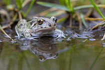 Common spadefoot toad (Pelobates fuscus) beside water, Germany