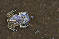 Common spadefoot toad (Pelobates fuscus) from above, in water, Germany