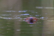 European Beaver (Castor fiber) swimming, Brandenburg, Germany