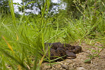 Asp viper (Vipera aspis) adult female basking on forest edge. Lazio, italy