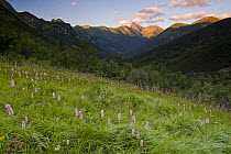 Bistort (Persicaria bistorta) and mountain landscape in the Tomanova valley, Western Tatras, Slovakia