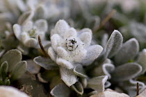 Apennine Edelweiss (Leontopodium nivale). Endangered endemic species of the Central Apennines. Gran Sasso, Italy