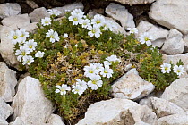 Thomas chickweed (Cerastium thomasii) amongst rocks. Endemic species of the Central Apennines. Gran Sasso, Italy.