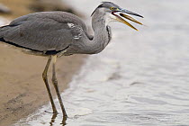 Grey heron (Ardea cinerea) on river bank, tossing fish to swallow it. Germany