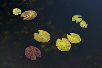 Yellow water lily (Nuphar lutea) leaves on water. Germany