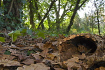 Wood mouse (Apodemus sylvaticus) in hollow cork oak trunk, Italy