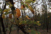 Italian dormouse / Hazelmouse (Muscardinus avellanarius speciosus) in oakwood. Italian endemic subspecies. Lazio, Italy.