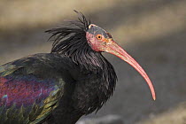 Waldrapp / Bald / Hermit ibis (Geronticus eremita).  Endangered species, Captive. Alpenzoo, Innsbruck, Austria