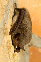 Natterer's bat (Myotis nattereri) hibernating in urban roost. Berlin, Germany