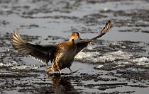 Pintail {Anas acuta} female duck landing on water with ice, Lancashire, UK, 2006