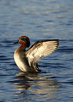 Common teal duck {Anas crecca} male flapping wings on water, UK 2006