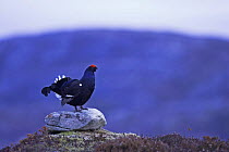 Black grouse (Tetrao tetra) male displaying on rock, Norway, 2006