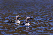 Black throated diver (Gavia arctica) pair on freshwater lake, Norway, 2006