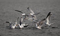 Mixed flock of gulls {Larinae} squabbling at sea over food, Norway, 2006