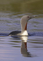 Red throated diver {Gavia stellata} Norway, 2006