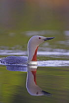 Red throated diver {Gavia stellata} Norway, 2006