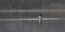 Horned / Slavonian grebe {Podiceps auritus} pair in courtship display, Sweden, 2006