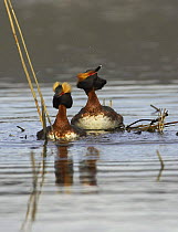 Horned / Slavonian grebe {Podiceps auritus} pair in courtship display at nest site, Sweden, 2006