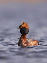 Horned / Slavonian grebe {Podiceps auritus} male displaying, Sweden, 2006