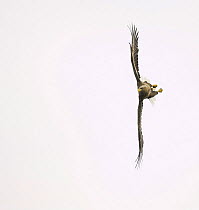 White tailed sea eagle {Haliaeetus albicilla} flying in vertical position, Norway, 2006
