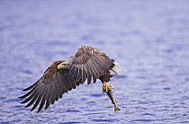 White tailed sea eagle {Haliaeetus albicilla} flying with fish (codling) in talons. Norway, May 2006