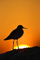 Wood sandpiper {Tringa glareola} silhouette at sunset. Sweden, May 2006