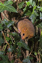 Dormouse {Muscardinus avellanarius) emerging from hole in tree, September 2006, Devon, UK (release scheme but captive bred)