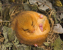 Dormouse {Muscardinus avellanarius) hibernating, October 2006, Devon, UK  (release scheme but captive bred)