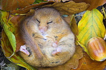 Dormouse {Muscardinus avellanarius) hibernating, October 2006, Devon, UK  (release scheme but captive bred).
