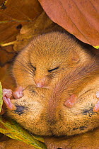 Dormouse {Muscardinus avellanarius) hibernating, October 2006, Devon, UK  (release scheme but captive bred)
