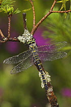 Golden ringed dragonfly (Cordulegaster boltonii) with water drops on back. Scotland, UK 2006