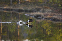Goldeneye (Bucephala clangula) male taking off from forest pool. Sweden, 2006