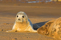 Grey seal (Halichoerus grypus) pup. November 2006. Lincolnshire, UK