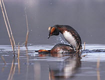 Horned / Slavonian grebes {Podiceps auritus} Pair mating on future nest site. Norway, May 2006