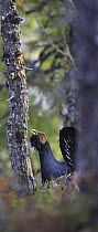 Capercaillie (Tetrao urogallus) male displaying, Norway, May 2006