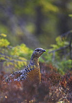 Capercaillie (Tetrao urogallus) female in heather, Norway, May 2006