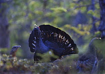 Capercaillie (Tetrao urogallus) male displaying to females. Norway, May 2006