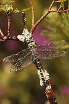Golden ringed dragonfly (Cordulegaster boltonii)Scotland, UK, July 2006