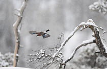 Jay (Garrulus glandarius) flying in winter woodland,. Norway, January 2007