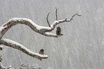Jay (Garrulus glandarius) pair in heavy snow storm. Norway, January 2007