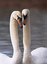Mute swan (Cygnus olor) Pair in courtship, Gloucestershire, UK, February 2007