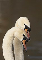 Mute swan (Cygnus olor) Pair in courtship, male on right, Gloucestershire, UK, February 2007
