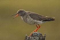 Redshank (Tringa totanus) giving alarm call to young from post. Outer Hebrides, Scotland, UK, May 2007